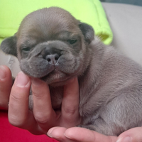Bulldog francese esotico
