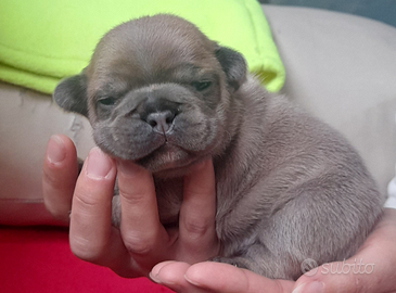 Bulldog francese esotico