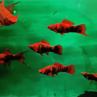 Pesci acquario Portaspada Red Alfa