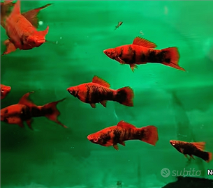 Pesci acquario Portaspada Red Alfa