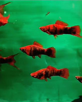 Pesci acquario Portaspada Red Alfa