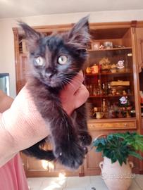 Gatta incrocioio siberiano occhi verdi i