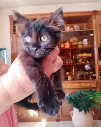 Gatta incrocioio siberiano occhi verdi i