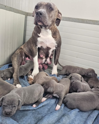 Cuccioli Amstaff