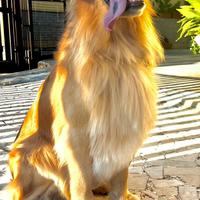 Golden retriever linea Americana