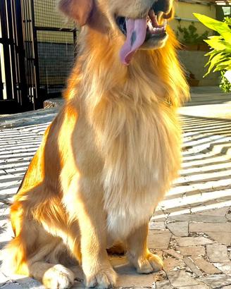 Golden retriever linea Americana