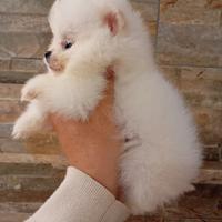 Ultimi due maschietti volpino d ipomerania pedigre