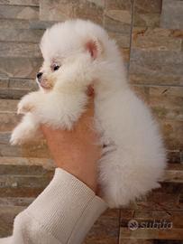 Ultimi due maschietti volpino d ipomerania pedigre