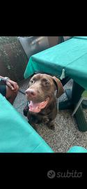 Incrocio pit bull/ Deutsch-Drahthaar