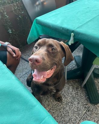 Incrocio pit bull/ Deutsch-Drahthaar