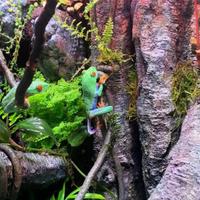 TERRARIO BIOATTIVO CON RAGANELLE