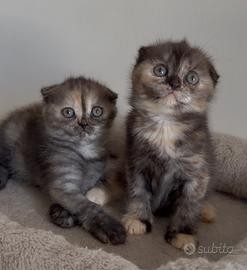 Scottish fold tortie
