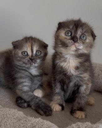 Scottish fold tortie