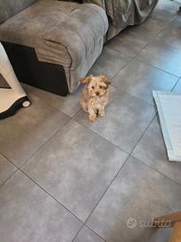 Maltipoo