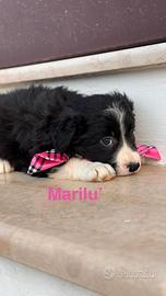 Marilù e Mabel, Cucciole simil border collie