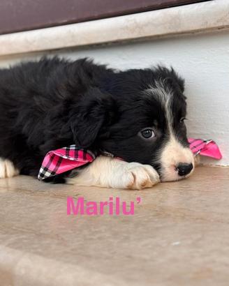Marilù e Mabel, Cucciole simil border collie