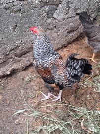 Gallina
