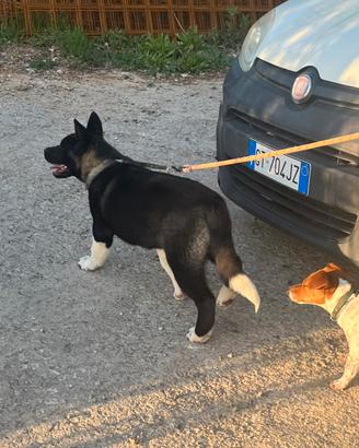 Akita americano