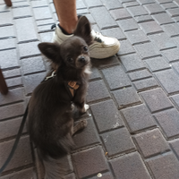 Chihuahua maschio blue White per accoppiamento
