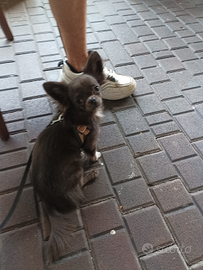 Chihuahua maschio blue White per accoppiamento