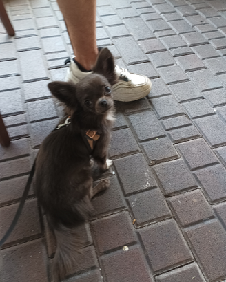 Chihuahua maschio blue White per accoppiamento