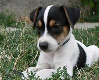 Jack Russel maschietto
