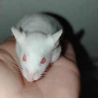 Topi domestici mus musculus albino