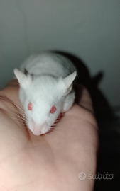 Topi domestici mus musculus albino