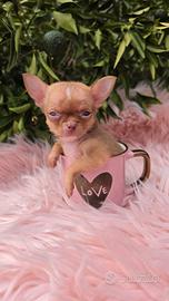 Chihuahua mini mini con pedigree