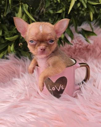 Chihuahua mini mini con pedigree