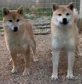 Cuccioli shiba inu