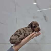 Bassotto arlecchino cioccolato con pedigree