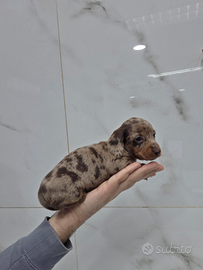 Bassotto arlecchino cioccolato con pedigree