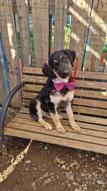 Cucciole di tre mesi