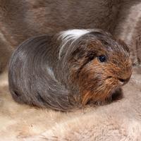 Cavia di razza sheltie