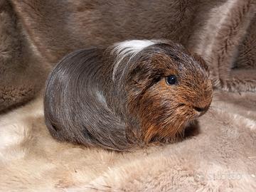 Cavia di razza sheltie