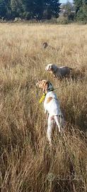 Pointer Inglese femmina 3 anni