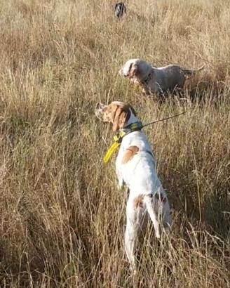 Pointer Inglese femmina 3 anni