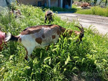 Capra da latte con figlia
