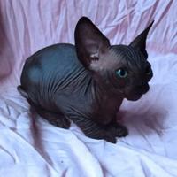Cuccioli di sphynx trasporto in tutta italia