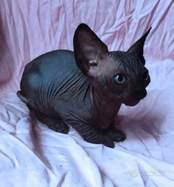 Cuccioli di sphynx trasporto in tutta italia