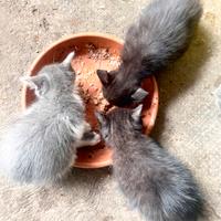 Noi. micetti di campagna