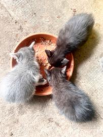 Noi. micetti di campagna