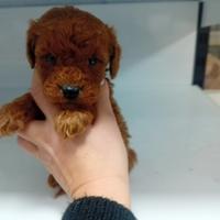 Barboncino miny toy red