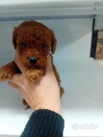 Barboncino miny toy red