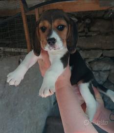 Meravigliosi cuccioli di BEAGLE con pedegree