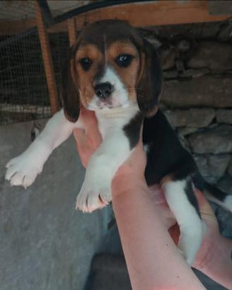Meravigliosi cuccioli di BEAGLE con pedegree