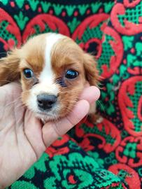 cane cuccioli cavalier King Red