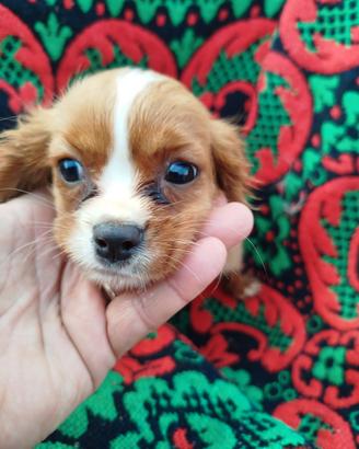 cane cuccioli cavalier King Red