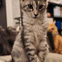 Maine coon cucciola